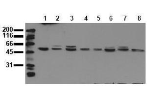 Western Blotting (WB) image for anti-Mitogen-Activated Protein Kinase 9 (MAPK9) antibody (ABIN126823) (JNK2 Antikörper)