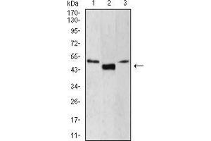 Western Blotting (WB) image for anti-Lymphoid Enhancer-Binding Factor 1 (LEF1) (AA 33-138) antibody (ABIN5542525)