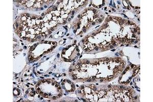 Immunohistochemical staining of paraffin-embedded Kidney tissue using anti-HSPA1Amouse monoclonal antibody. (HSP70 1A Antikörper)