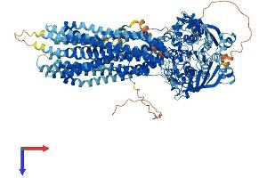 ABCB4 Protein (AA 1-1286) (His tag)