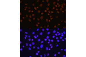 Immunofluorescence analysis of NIH/3T3 cells using HD antibody (ABIN7267707) at dilution of 1:100. (HDAC1 Antikörper)