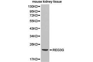 Western Blotting (WB) image for anti-Regenerating Islet Derived Protein 3 gamma (REG3g) antibody (ABIN1874579) (REG3g Antikörper)