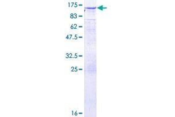 DNMBP Protein (AA 1-823) (GST tag)