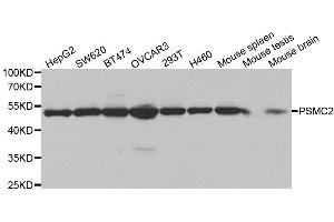 Western Blotting (WB) image for anti-Proteasome (Prosome, Macropain) 26S Subunit, ATPase, 2 (PSMC2) antibody (ABIN1874379) (PSMC2 Antikörper)