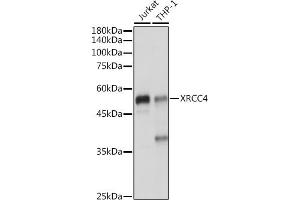 Western blot analysis of extracts of various cell lines, using XRCC4 antibody (ABIN3022381, ABIN3022382, ABIN3022383 and ABIN6218772) at 1:1000 dilution. (XRCC4 Antikörper  (AA 1-336))