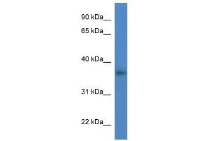 WB Suggested Anti-Lgals4 Antibody Titration:  0. (GAL4 Antikörper  (C-Term))