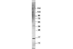 Western blot using  protein-A purified anti-swine TNFa antibody shows detection of recombinant swine TNFa at 16. (TNF alpha Antikörper)