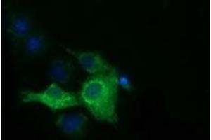Anti-IGF2BP2 mouse monoclonal antibody (ABIN2453831) immunofluorescent staining of COS7 cells transiently transfected by pCMV6-ENTRY IGF2BP2 (RC205673).