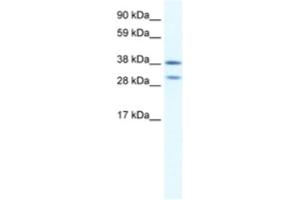 Western Blotting (WB) image for anti-NK2 Homeobox 3 (NKX2-3) antibody (ABIN2460628) (NK2 Homeobox 3 Antikörper)