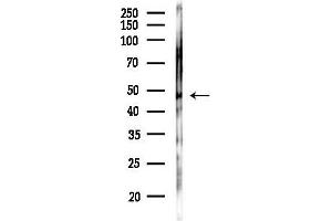 anti-Casein Kinase 1, epsilon (CSNK1E) (Internal Region) antibody