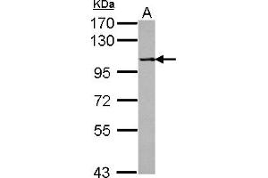 Western Blotting (WB) image for anti-Protein Phosphatase 4, Regulatory Subunit 1 (PPP4R1) (AA 114-348) antibody (ABIN1500386) (PPP4R1 Antikörper  (AA 114-348))