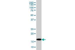 Western Blotting (WB) image for anti-Ubiquitin-Conjugating Enzyme E2G 2 (UBE2G2) (AA 1-88) antibody (ABIN598999) (UBE2G2 Antikörper  (AA 1-88))
