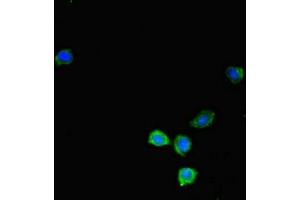 Immunofluorescent analysis of HepG2 cells using ABIN7157503 at dilution of 1:100 and Alexa Fluor 488-congugated AffiniPure Goat Anti-Rabbit IgG(H+L) (KIR2DL3 Antikörper  (AA 22-245))
