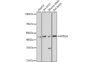 Western blot analysis of extracts of various cell lines, using HTR1A antibody (ABIN3016728, ABIN3016729, ABIN3016730 and ABIN1678491) at 1:1000 dilution. (Serotonin Receptor 1A Antikörper)
