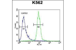Flow cytometric analysis of K562 cells (right histogram) compared to a negative control cell (left histogram). (hCG_2024410 (AA 187-215), (C-Term) Antikörper)