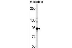 ASAH2 Antibody (C-term) (ABIN1537571 and ABIN2850513) western blot analysis in mouse bladder tissue lysates (35 μg/lane). (ASAH2 Antikörper  (C-Term))