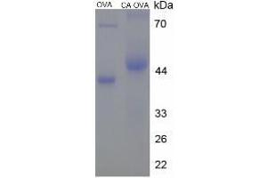 Image no. 1 for Cholic Acid (CA) protein (Ovalbumin) (ABIN1880126) (Cholic Acid Protein (CA) (Ovalbumin))