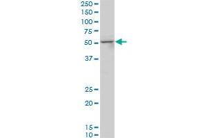 SMAD3 monoclonal antibody (M05), clone 4D5. (SMAD3 Antikörper  (AA 1-110))