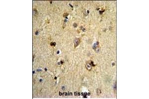 Formalin-fixed and paraffin-embedded human brain tissue reacted with EN2 Antibody (C-term), which was peroxidase-conjugated to the secondary antibody, followed by DAB staining. (EN2 Antikörper  (C-Term))