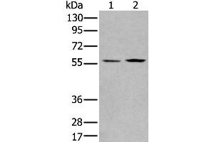 Western Blotting (WB) image for anti-PiggyBac Transposable Element Derived 2 (PGBD2) antibody (ABIN2422351) (PGBD2 Antikörper)