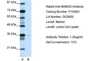 WB Suggested Anti-NANOG AntibodyTitration: 1. (Nanog Antikörper  (N-Term))