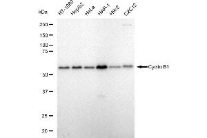 Western blotting analysis using Cyclin B1 antibody (ABIN7798191). (Rekombinanter Cyclin B1 Antikörper)