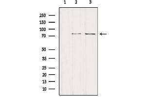 Western blot analysis of extracts from various samples, using NCKIPSD Antibody. (NCKIPSD Antikörper  (Internal Region))