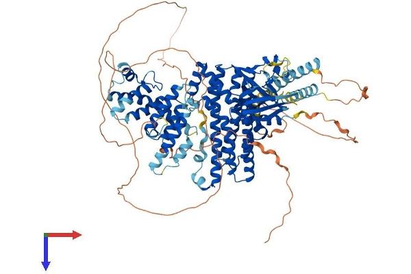 ARHGEF1 Protein (AA 1-912) (His tag)
