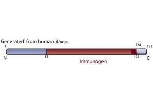 Image no. 3 for anti-BCL2-Associated X Protein (BAX) (AA 55-178) antibody (ABIN968295) (BAX Antikörper  (AA 55-178))