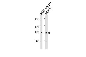 ACE2 (SARS Receptor) Antibody (Center) ABIN1882201 western blot analysis in MDA-MB-453,MCF-7 cell line lysates (35 μg/lane). (ACE2 Antikörper  (AA 1-270))