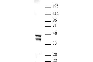 SIRT2 antibody (pAb) tested by Western blot.