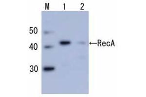 Western Blotting (WB) image for anti-RecA (full length) antibody (ABIN2451965) (RecA (full length) Antikörper)