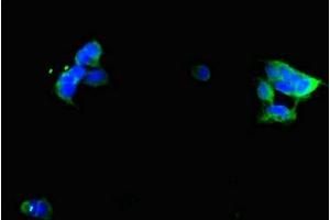 Immunofluorescent analysis of 293 cells using ABIN7153669 at dilution of 1:100 and Alexa Fluor 488-congugated AffiniPure Goat Anti-Rabbit IgG(H+L) (GIPR Antikörper  (AA 22-138))