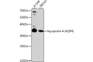 Western blot analysis of extracts of various cell lines, using Aquaporin-4  antibody (ABIN6127445, ABIN6137045, ABIN6137047 and ABIN6218099) at 1:1000 dilution. (Aquaporin 4 Antikörper  (AA 244-323))