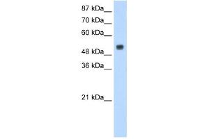 DRB1 antibody used at 1.