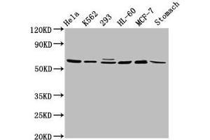 GATAD2A antibody  (AA 170-241)