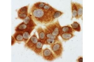 Immunocytochemistry (ICC) image for anti-Mitogen-Activated Protein Kinase Kinase 1 (MAP2K1) (C-Term) antibody (ABIN3031839)