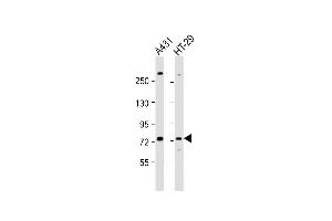 All lanes : Anti-K6 Antibody (Center) at 1:1000 dilution Lane 1: A431 whole cell lysate Lane 2: HT-29 whole cell lysate Lysates/proteins at 20 μg per lane. (PAK6 Antikörper  (AA 268-297))