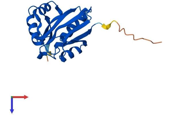 NAA50 Protein (AA 1-169) (His tag)