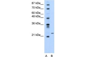 Western Blotting (WB) image for anti-Polyamine Modulated Factor 1 (PMF1) antibody (ABIN2460655) (PMF1 Antikörper)