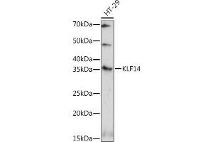 Western blot analysis of extracts of HT-29 cells, using KLF14 antibody (ABIN7268154) at 1:1000 dilution. (KLF14 Antikörper)