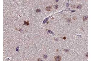ABIN6267613 at 1/100 staining human brain tissue sections by IHC-P. (PKC zeta Antikörper  (pThr410))