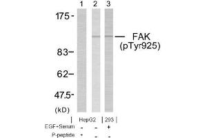 Image no. 1 for anti-PTK2 Protein tyrosine Kinase 2 (PTK2) (pTyr925) antibody (ABIN196825) (FAK Antikörper  (pTyr925))