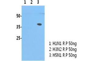 H5N1/HA1 recombinant protein (50ng) were resolved by SDS-PAGE, transferred to PVDF membrane and probed with anti-human H5N1/HA1 antibody (1:3000). (Influenza Hemagglutinin HA1 Chain Antikörper (Influenza A Virus H5N1))