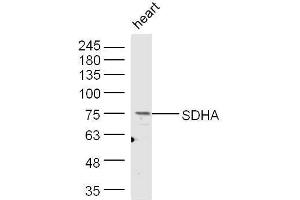 Mouse heart lysates probed with Rabbit Anti-SDHA Polyclonal Antibody, Unconjugated  at 1:500 for 90 min at 37˚C. (SDHA Antikörper  (AA 561-664))