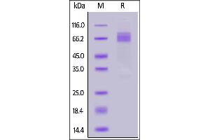 SDS-PAGE (SDS) image for Angiopoietin 2 (ANGPT2) (AA 19-496) (Active) protein (His tag) (ABIN6992353)