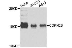 Western blot analysis of extracts of various cell lines, using CDKN2B antibody (ABIN5975386) at 1/1000 dilution. (CDKN2B Antikörper)