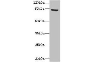 Western blot All lanes: NOL10 antibody at 8 μg/mL + K562 whole cell lysate Secondary Goat polyclonal to rabbit IgG at 1/10000 dilution Predicted band size: 81, 75, 22, 78 kDa Observed band size: 81 kDa (Nucleolar Protein 1 (NOL1) (AA 1-210) Antikörper)