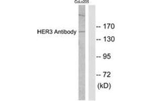 Western blot analysis of extracts from COLO205 cells, using HER3 Antibody. (ERBB3 Antikörper  (AA 1-50))