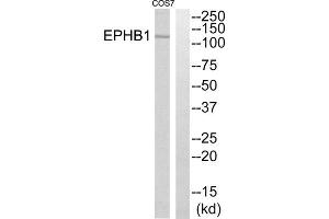 Western blot analysis of extracts from COS7 cells, using EPHB1 antibody.